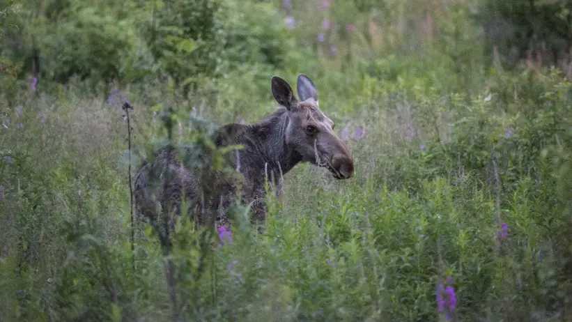 Två älgar i skogen