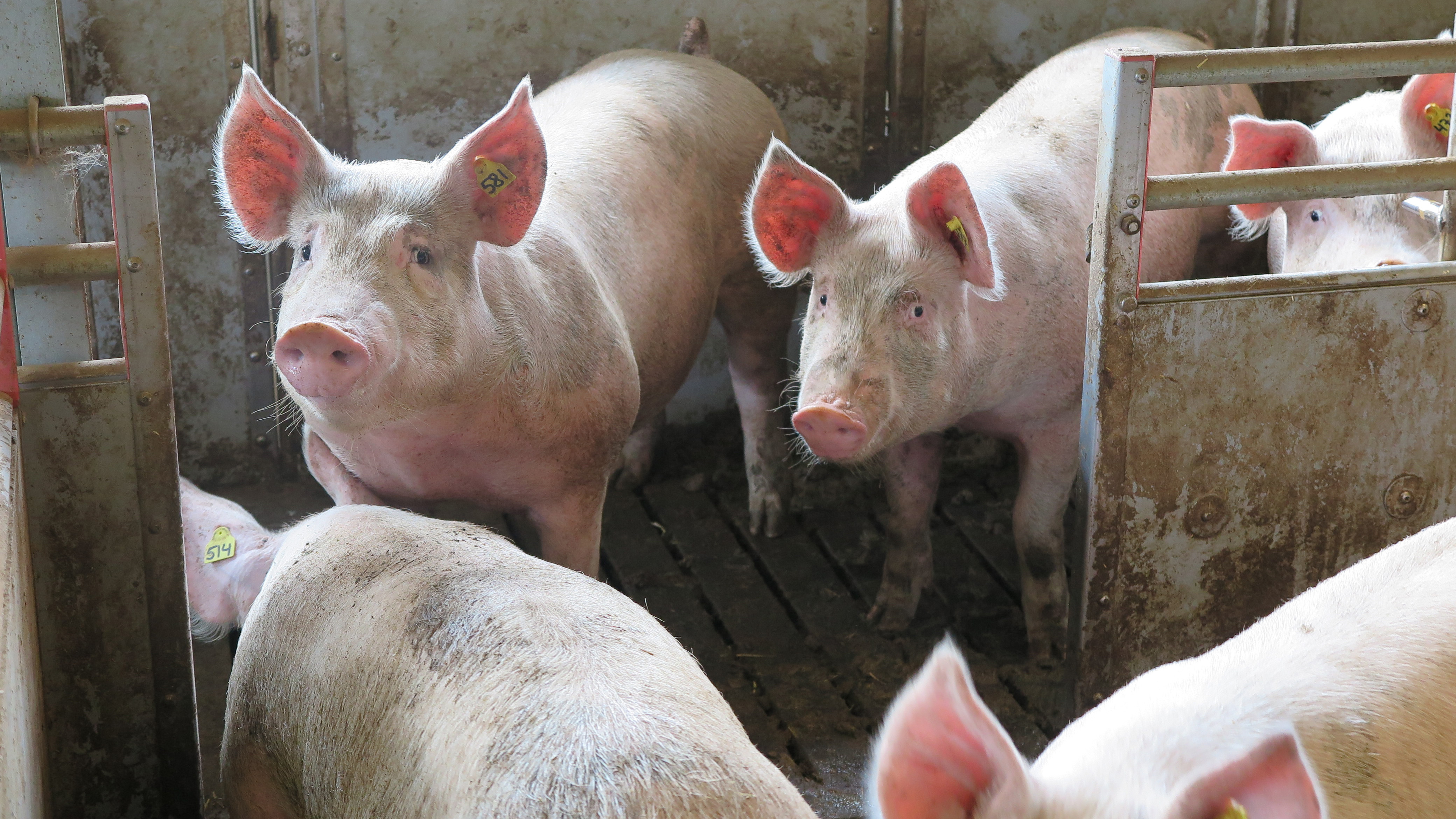 Några grisar i en box.