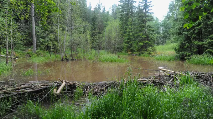 Bäverdamm i skog