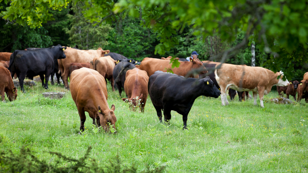 Black and brown cows grazing on grass.