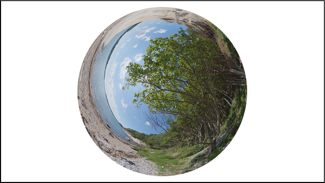 cirkulär 360 bild av strand med träd