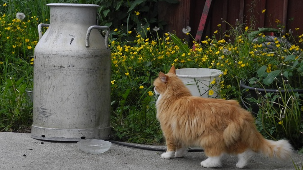 Mjölkkanna och katt