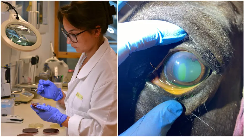 Kollage med två bilder: Till höger, närbild av ett hästöga och till vänster, foto av en kvinna (Hanna Holmqvist, SLU) iklädd vit forskarrock ståendes med petriskål i laboratoriet.