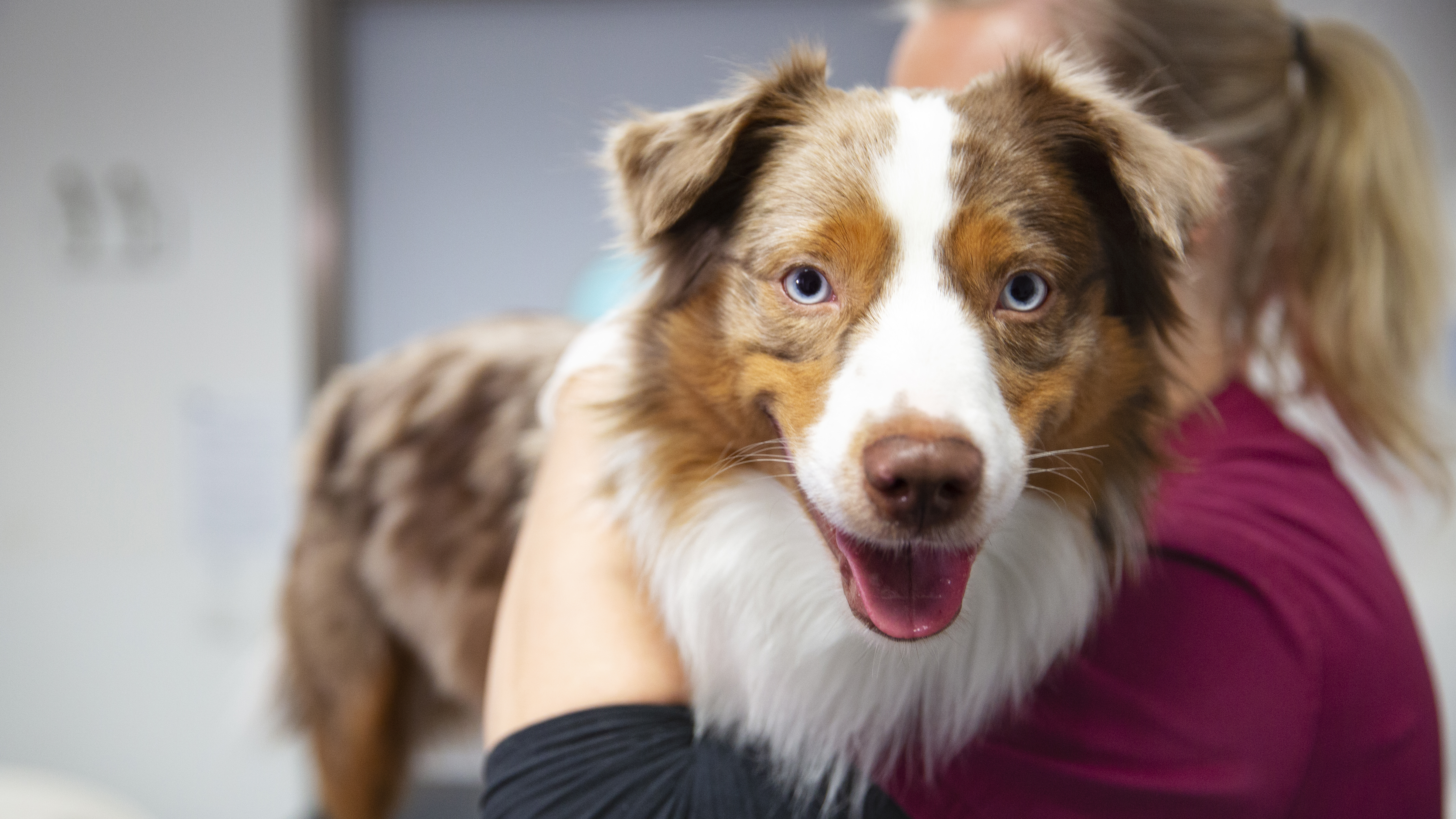 Foto av en hund av rasen Minature American Shepherd på en veterinärklinik.