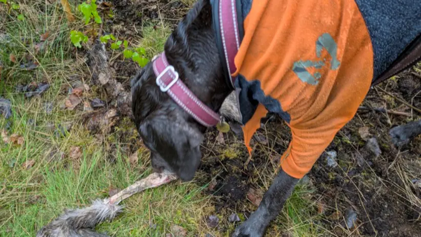 En hund med mörk päls och orange tröja nosar på marken i en skogsmiljö, nära ett avskilt djurben med lite kvarvarande päls, omgiven av gräs, mossa och fuktig jord. Foto.