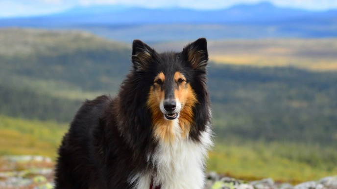Photo of a dog of the breed collie up on a mountain.