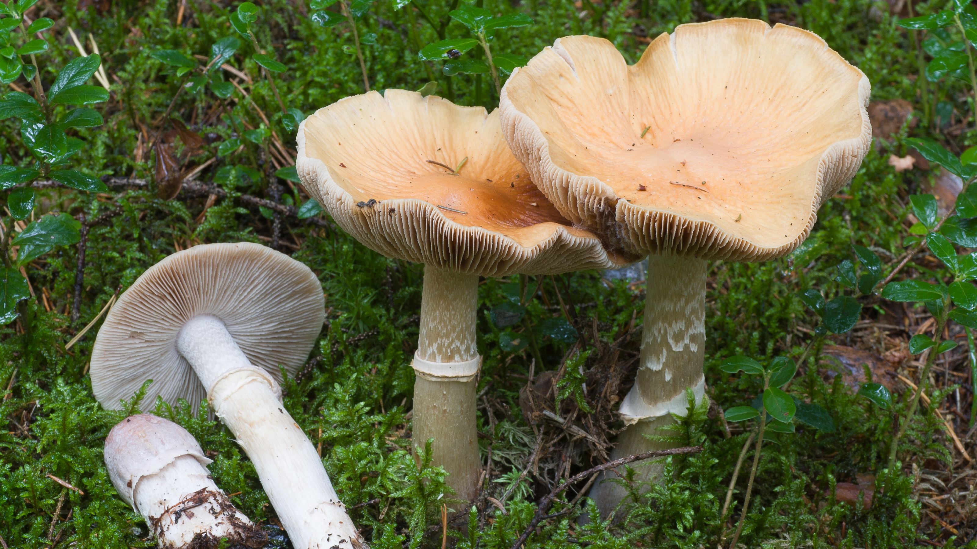 Cortinarius caperatus