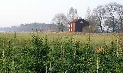 Granplantering i jordbrukslandskap