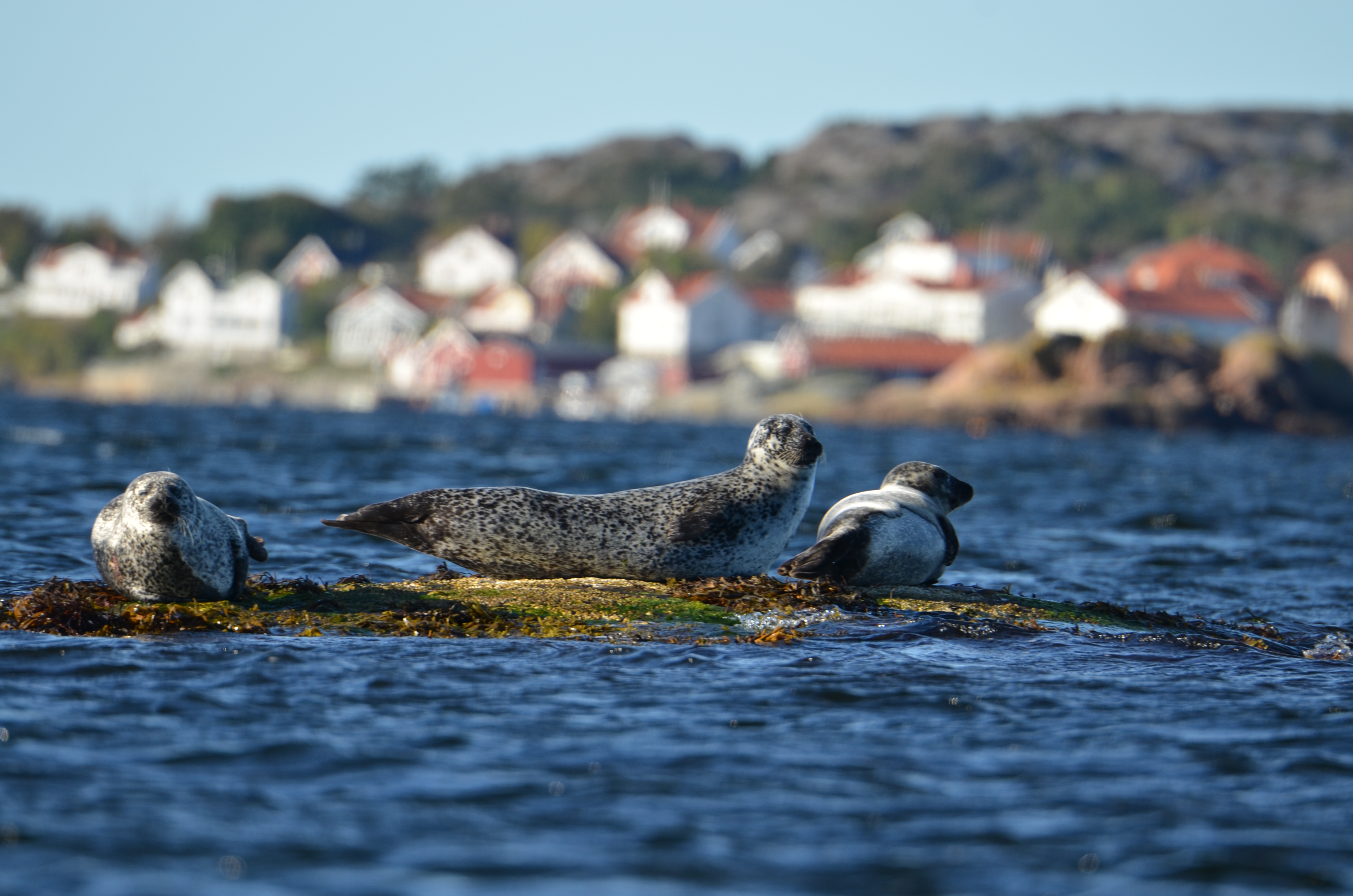 Tre knubbsälar vilar på ett skär i havet med ett kustsamhälle i bakgrunden.