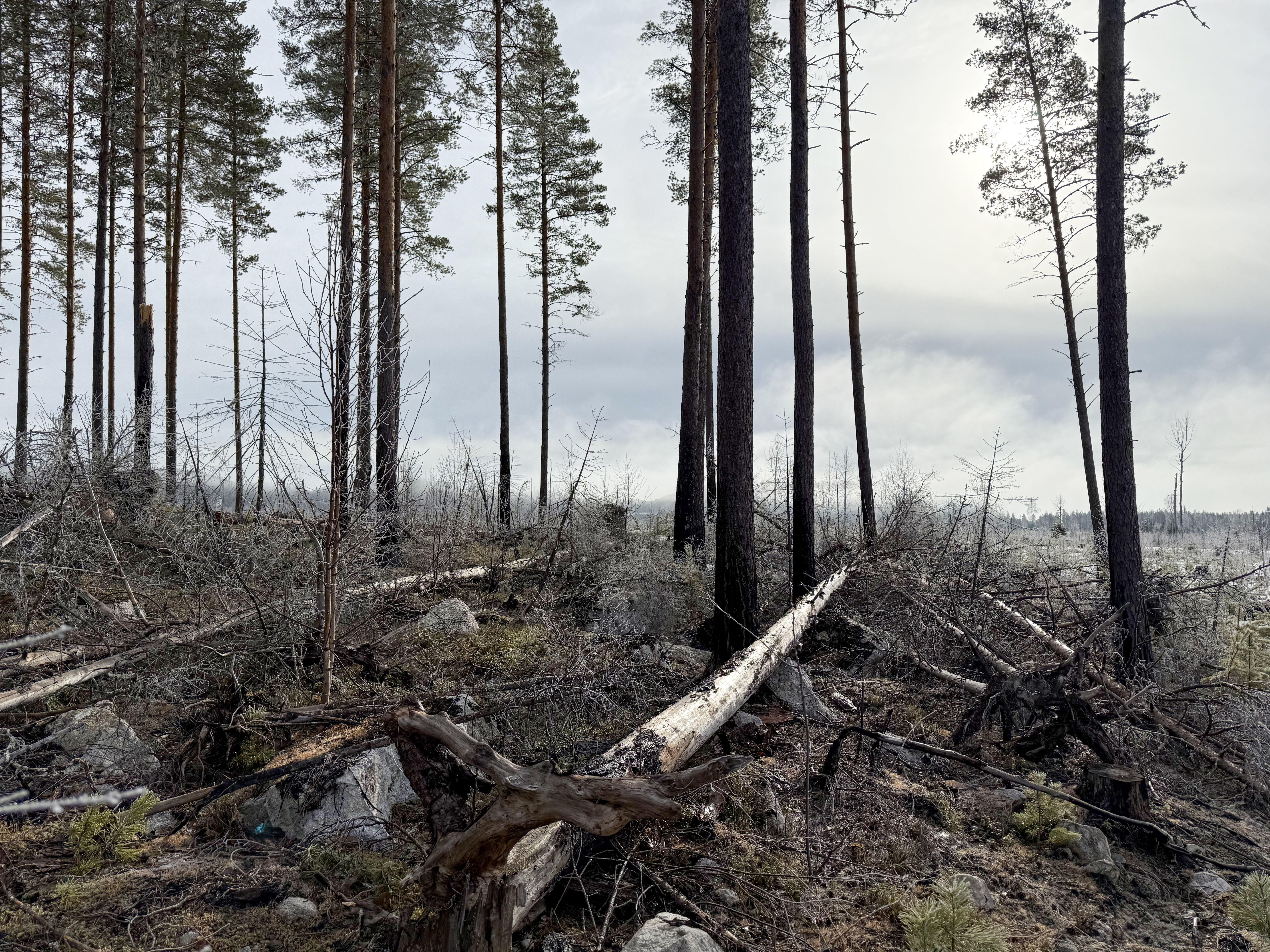 Skog med svartbrända träd.