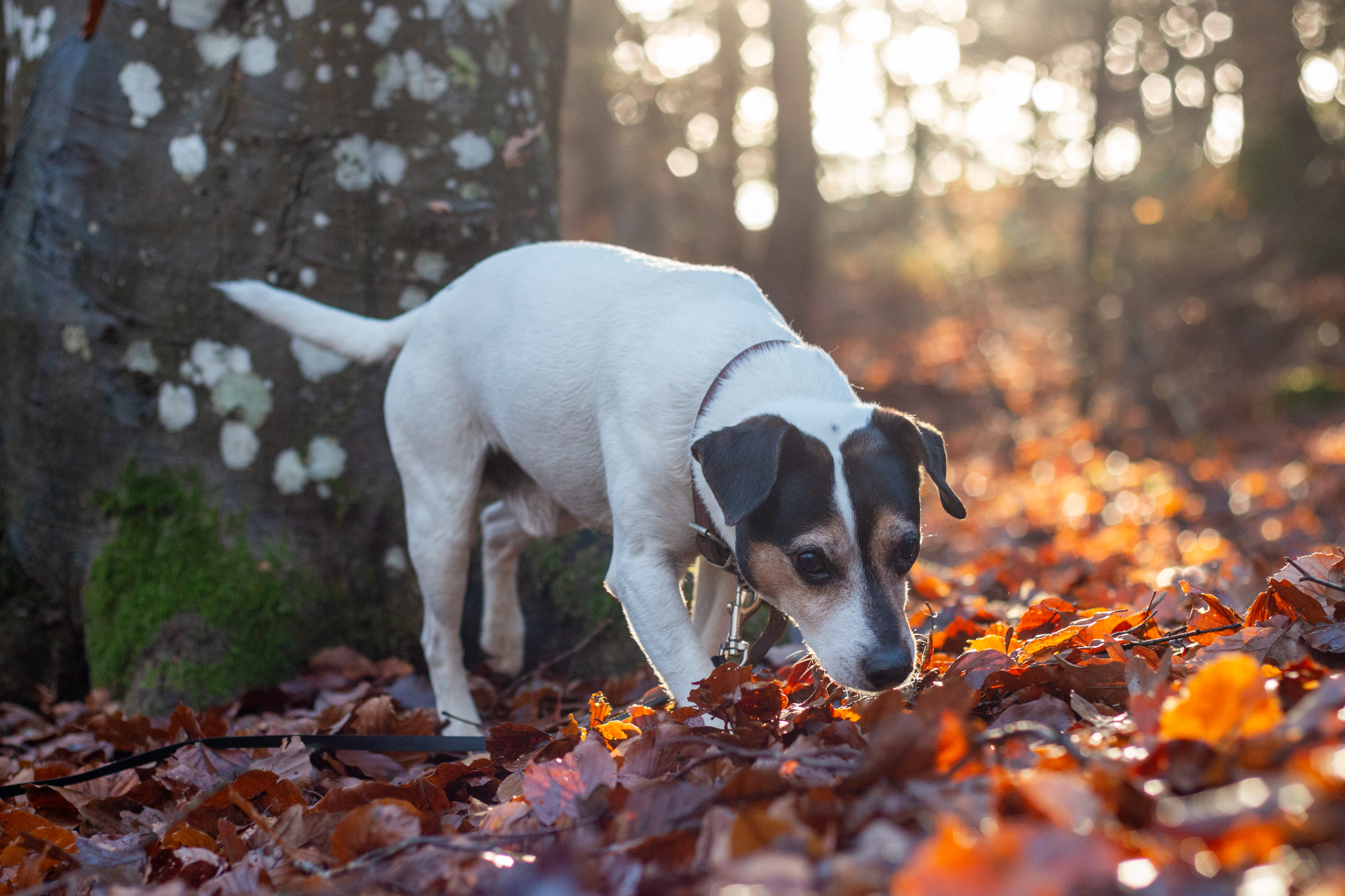 Foto av en hund av rasen Dansk-svensk gårdshund som nosar utomhus i höstlöv.