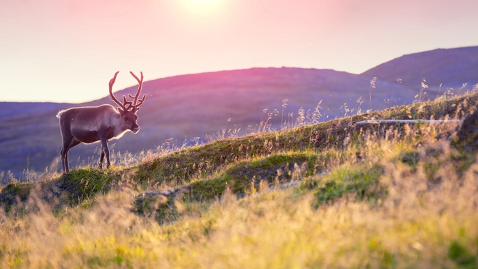 En ensam ren på ett fjäll med rosa himmel och solnedgång.