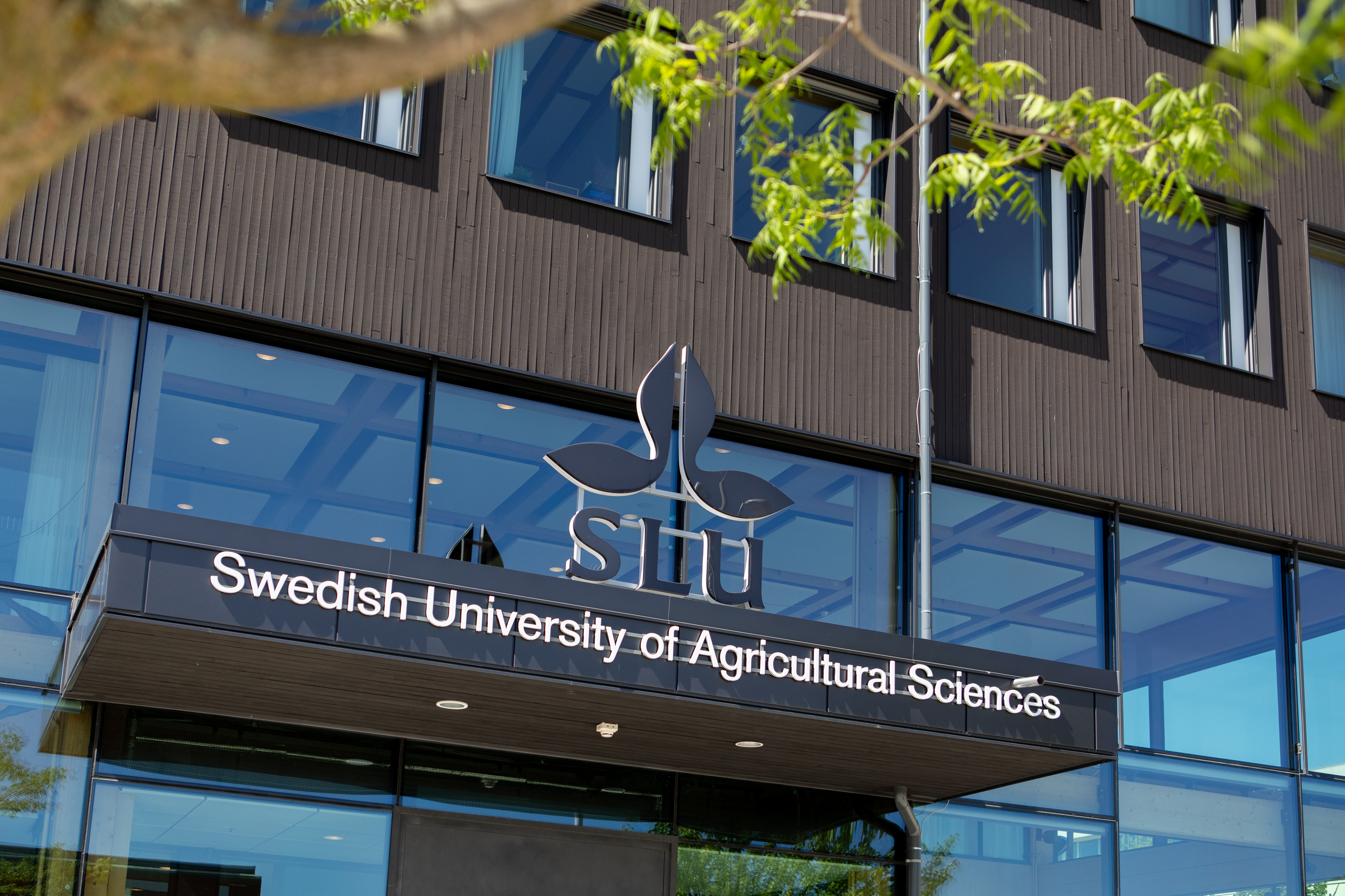 Photo of SLU main entrance