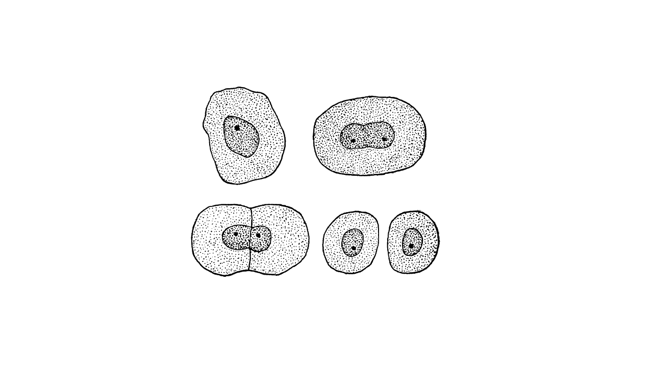 Celldelning, svartvit illustration.