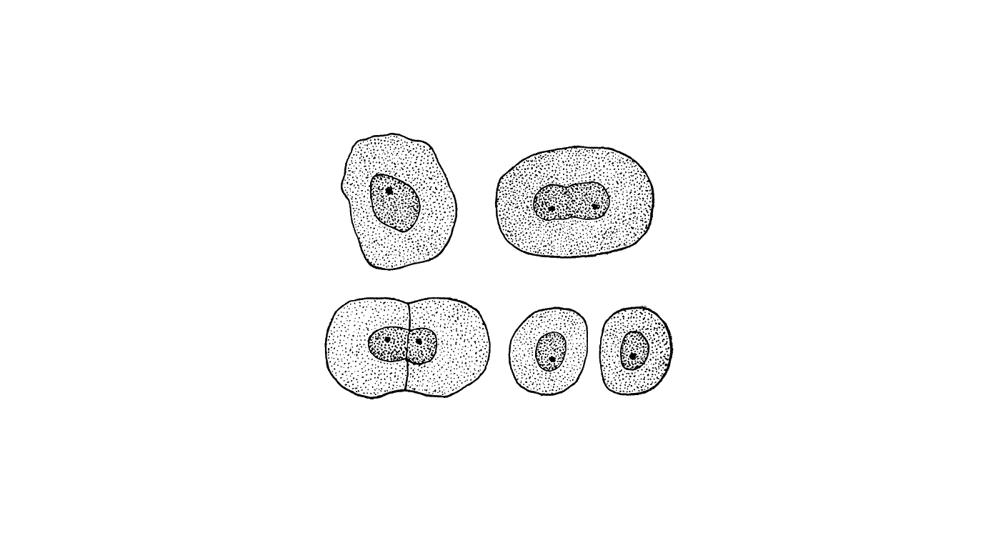 Celldelning, svartvit illustration.