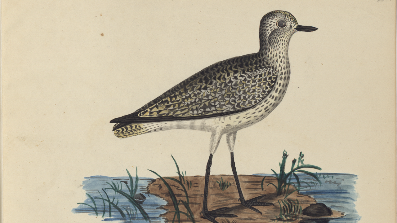 Fågel, illustration ur bok, teckning.