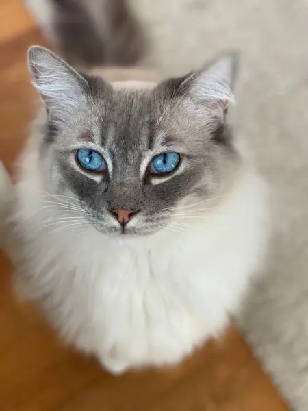 Ragdollkatt med blå ögon, foto.