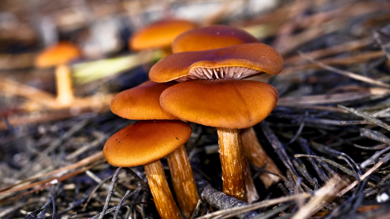 Svampar, närbild, foto.