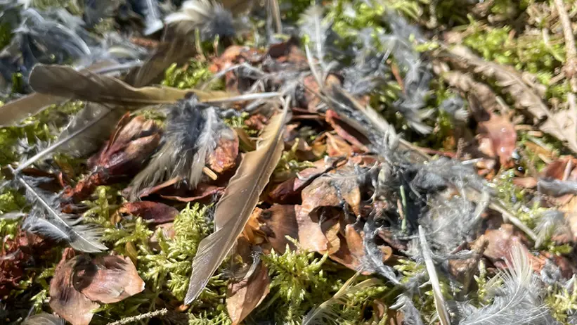 Närbild av en skogsbädd täckt av grön mossa, bruna löv och utspridda fågelfjädrar i olika storlekar. Vissa fjädrar är fluffiga, andra mer styva. Solen lyser upp scenen tydligt. Foto.