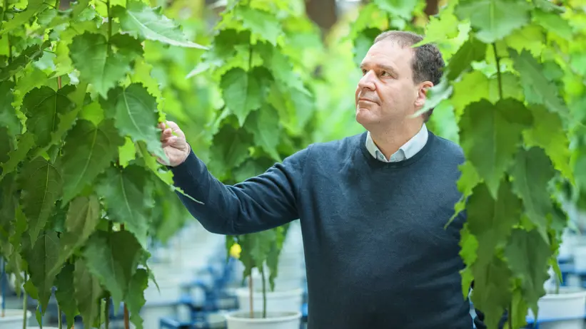 Researcher surrounded by tall tree seedlings.