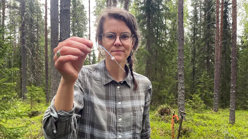 Researcher in a checkered shirt holds up a thin sensor wire in the forest.