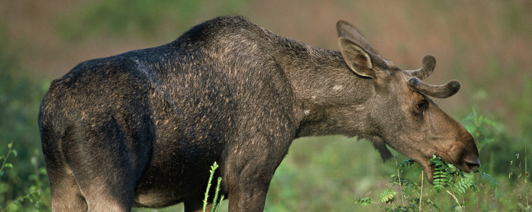 Moose feeding on vegetation in a young Swedish forest.