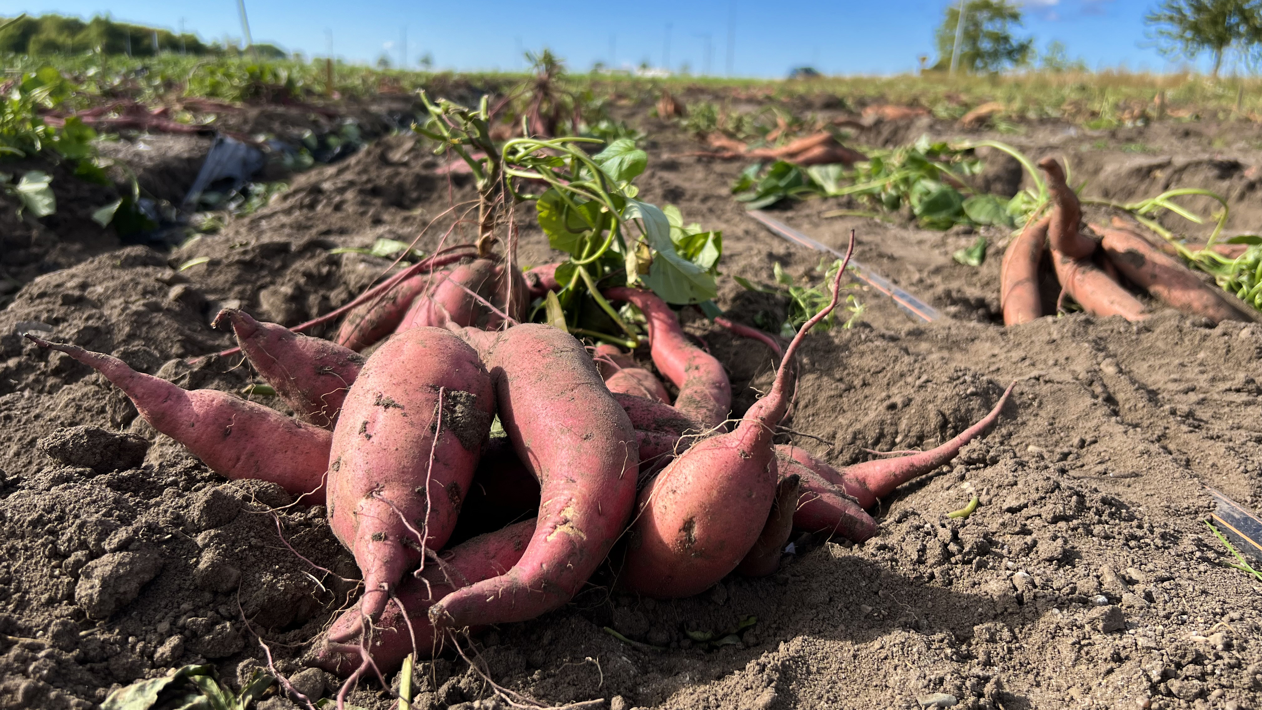 Sötpotatis på fält i Sverige