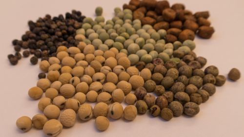 Pea in different colors