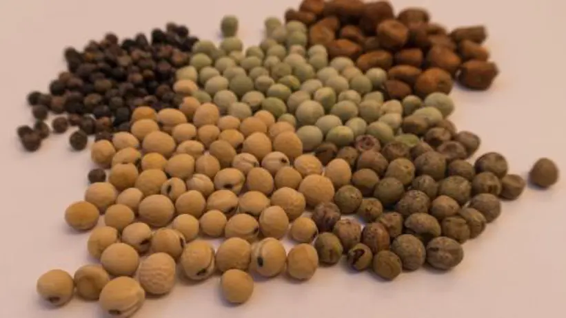 Pea in different colors