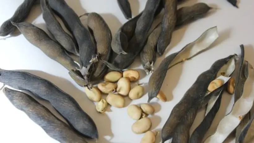 Faba bean.