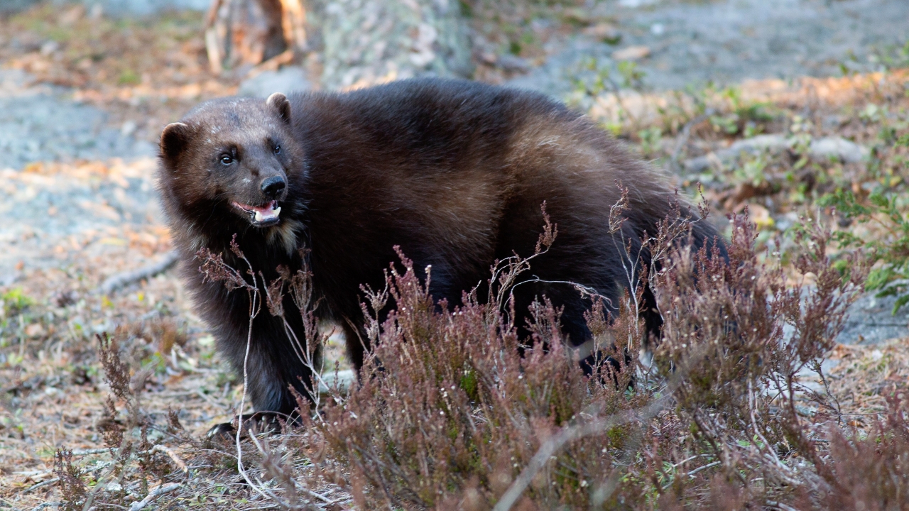 Wolverine standing among heather and low vegetation in a forest setting.