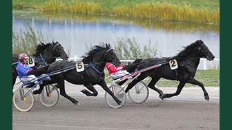 Foto av flertalet kallblodshästar som travar på bana längst med vatten med kuskar och sulkys bakom sig.