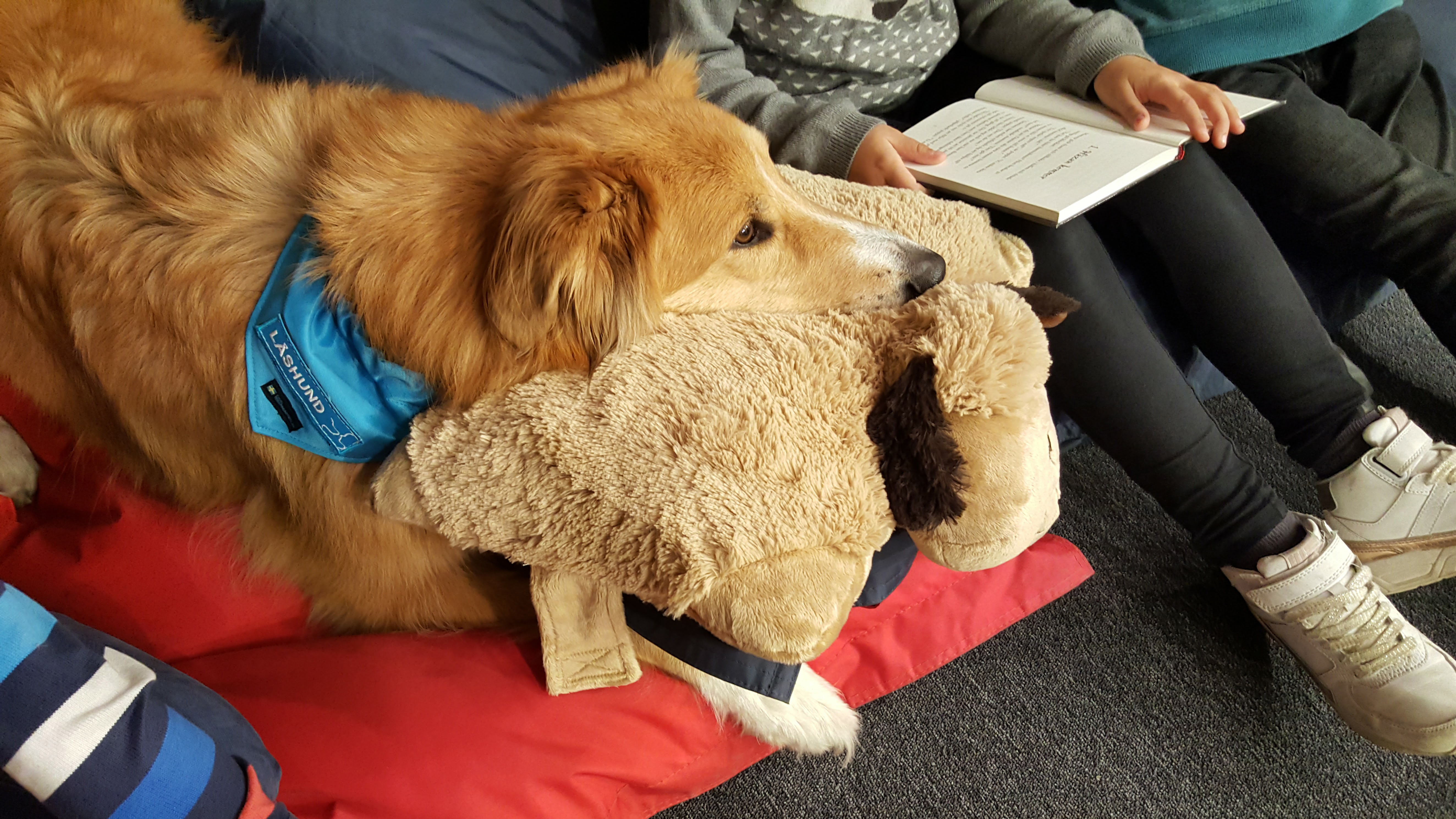 En hund med skylten "läshund" om halsen ligger med huvudet på en mjuk kudde. Bredvid hunden sitter ett barn och läser i en bok.