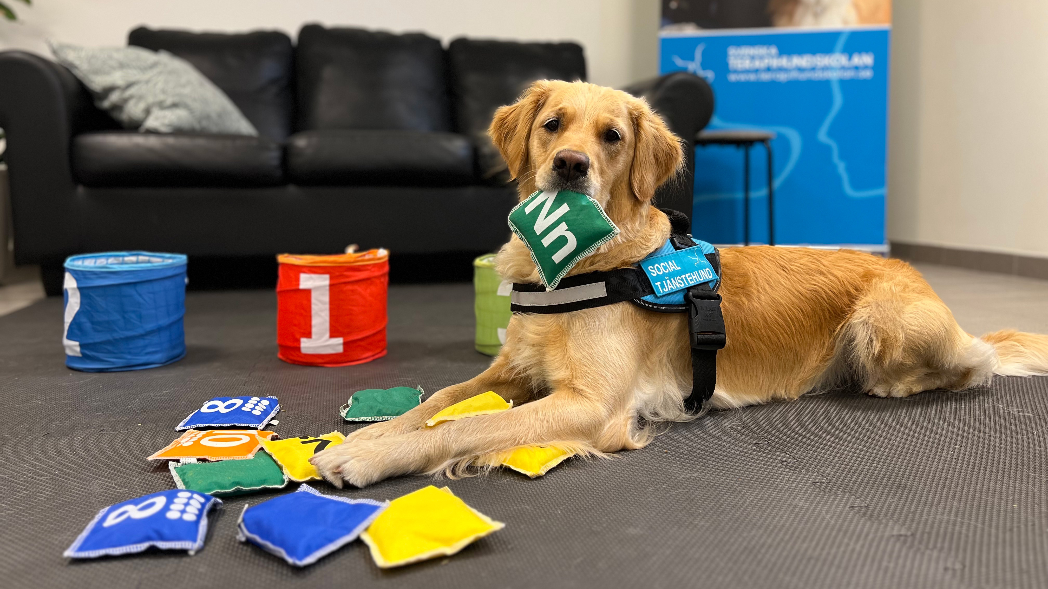 En golden retriever med skylt "social tjänstehund" på selen, som ligger på golvet med tygpåsar med bokstäver på omkring sig. Hunden har en tygpåse med "Nn" på i munnen.