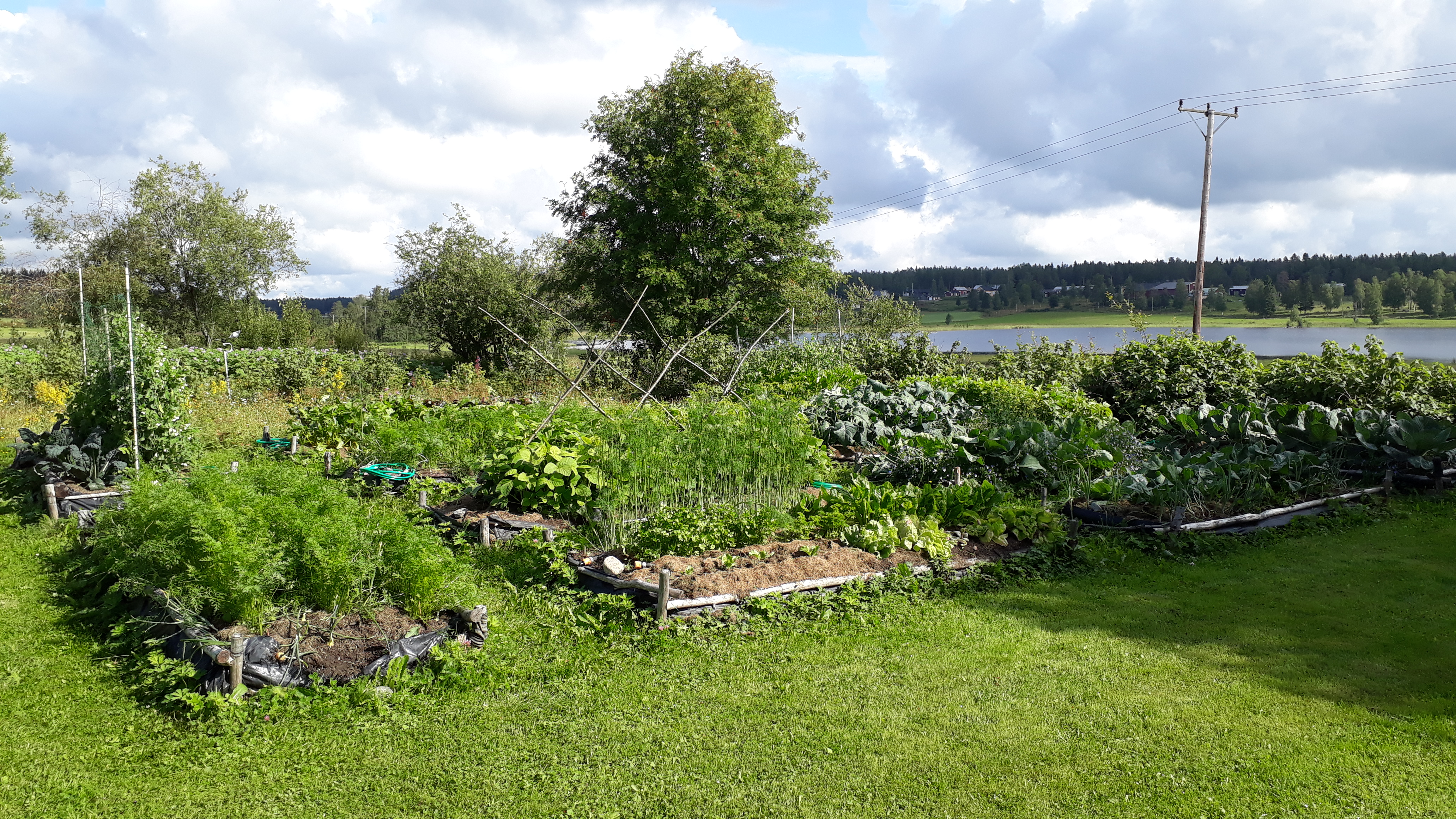Vegetable patch in the summer