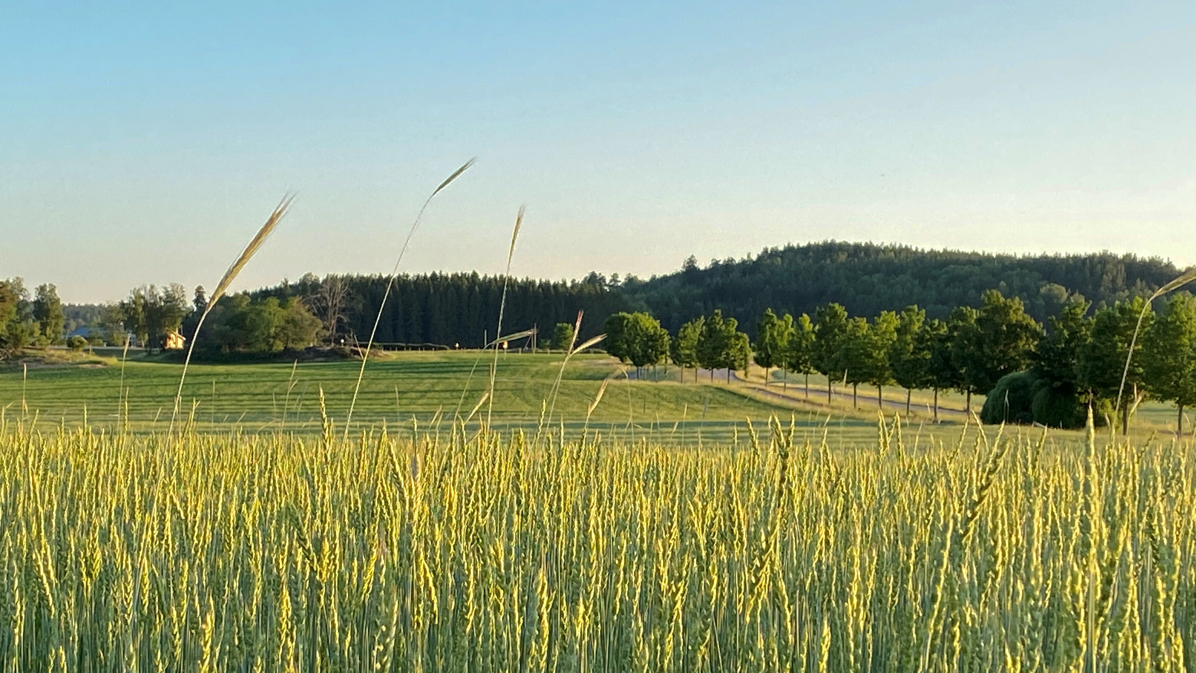 Sädesfält med bakgrund av skog. foto.
