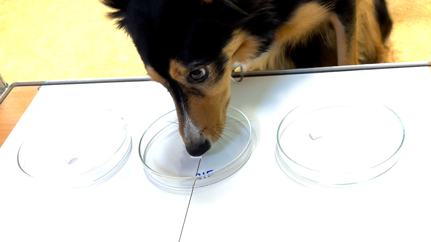 Närbild på en hunds ansikte