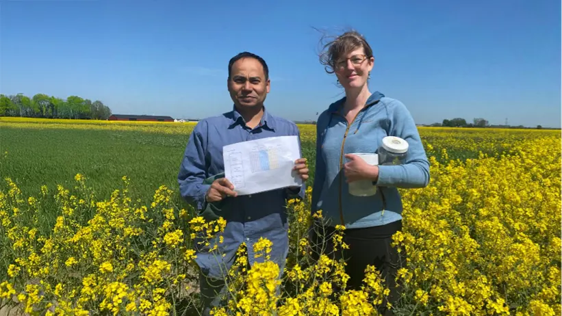 Two people in a rapeseed field. Photo.
