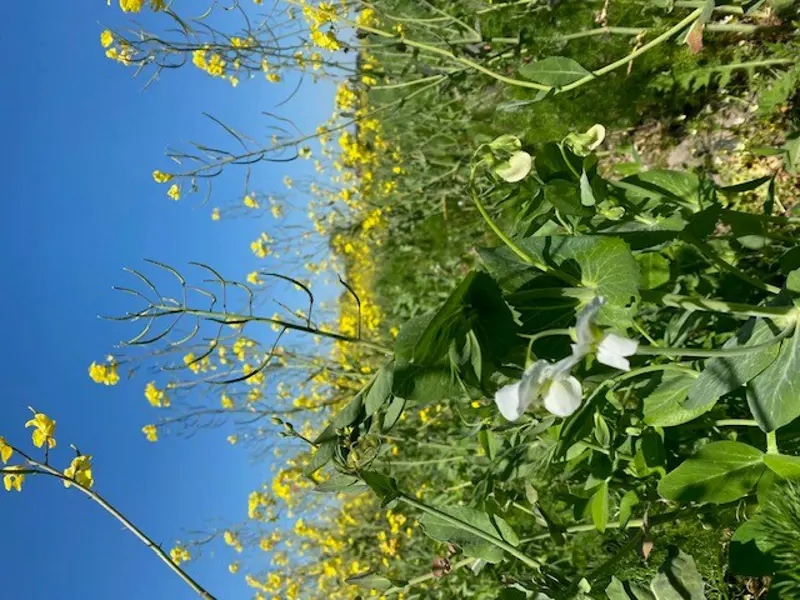 Rapeseed and pea plants under a blue sky. Photo.