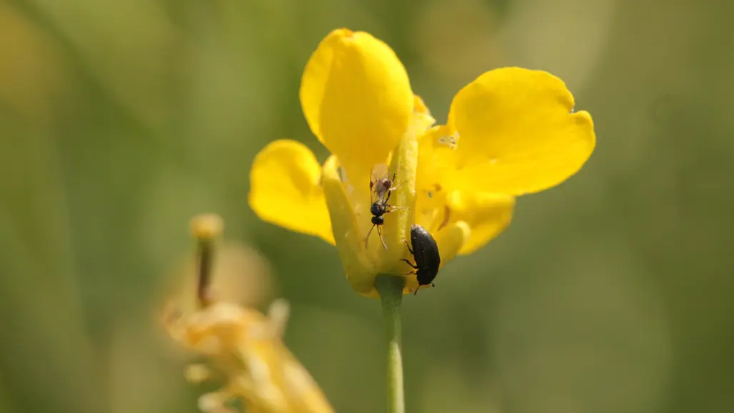 Two insects on a yellow flower. Photo.