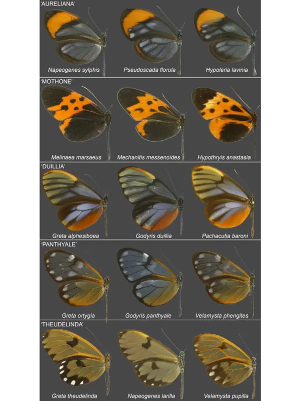 Butterflies with similar patterns.