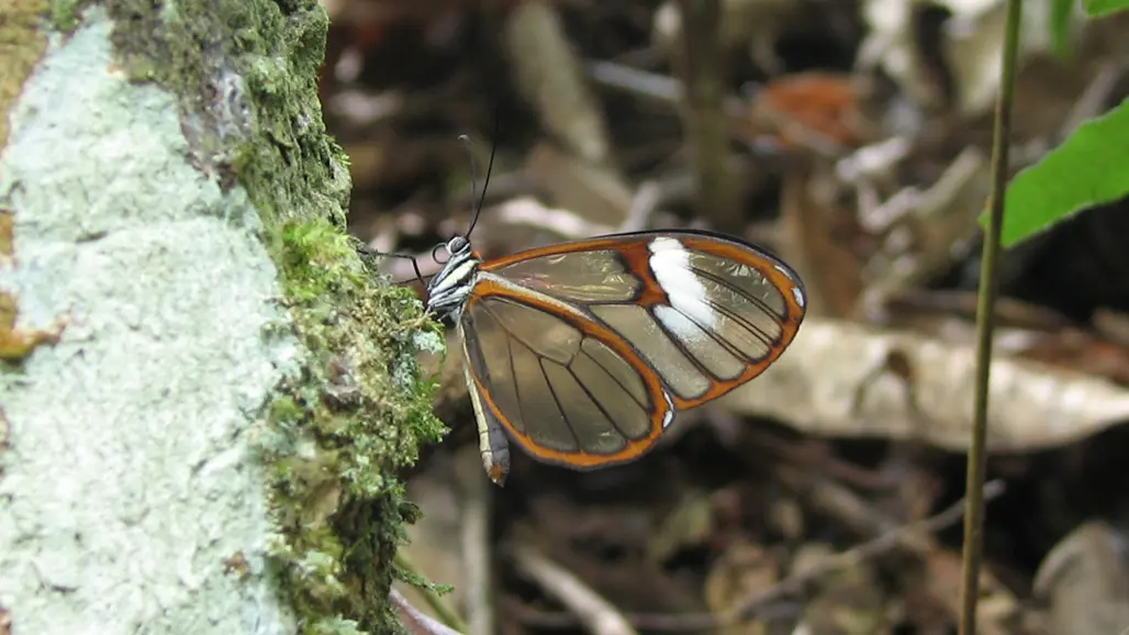 Butterfly on tree trunk.