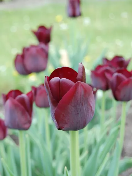 Foto av Grönt kulturarv®s-tulpanen 'Tofta'. Fotot visar utslagna kompakta blommor både suddiga och i skärpa som går i mörktlila/vinrött. De inre blombladen är nypna och saknar bladspets. I bakgrunden syns grönt bladverk och man anar en grön gräsmatta.