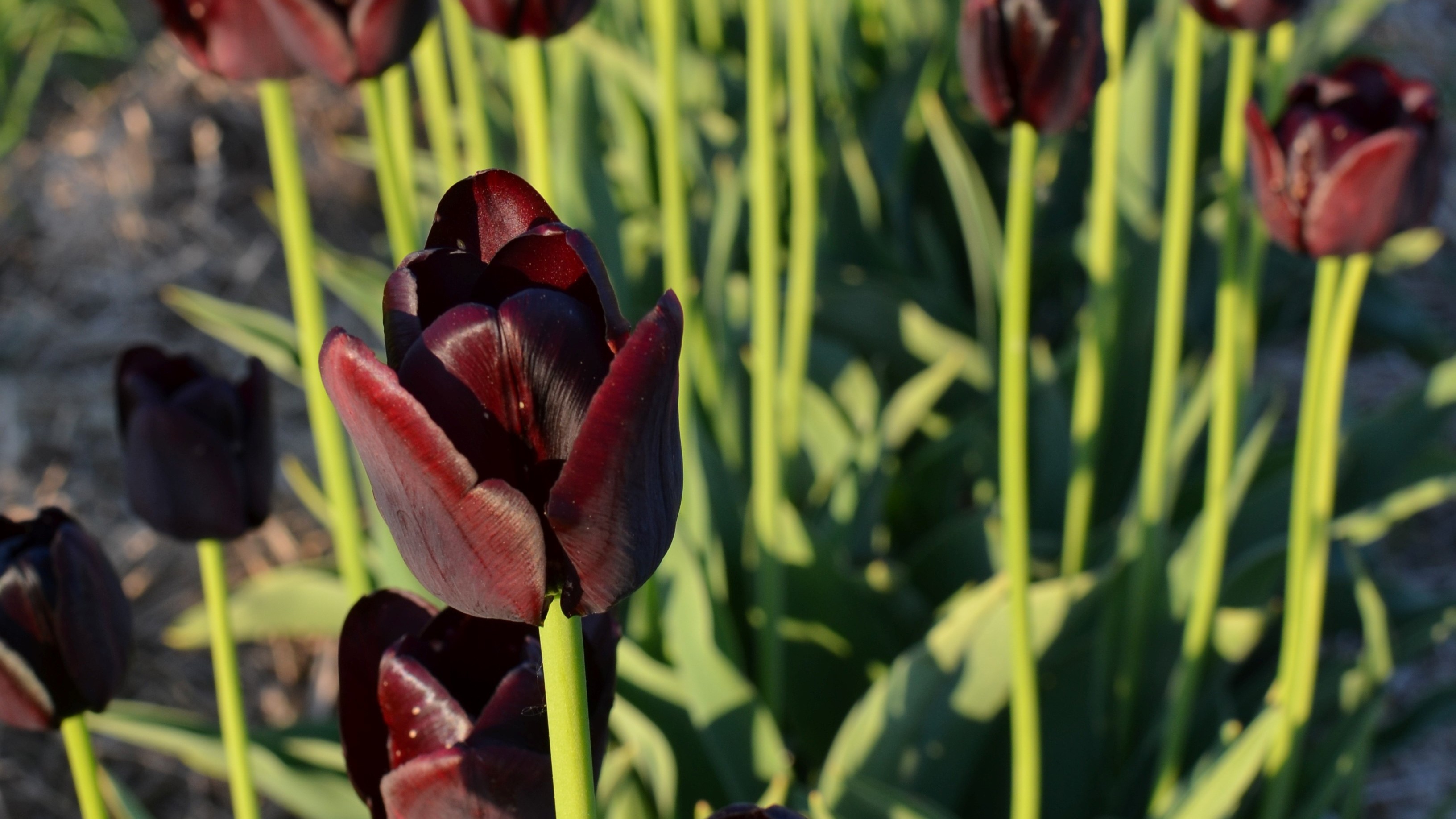 Foto av Grönt kulturarv®s-tulpanen 'Tofta'. Fotot visar en nästan utslagen kompakt blomma i mörktlila/vinrött. De inre blombladen är nypna och saknar bladspets. I bakgrunden syns gröna stjälkar och blad, samt fler blommor där vissa ser nästan svarta ut.
