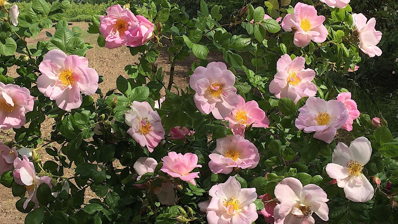 Foto av Grönt kulturarv®s damascenerrosen 'Svea'. Fotot visar flera enkelblommande lätt rosa blommor med gula ståndare och pistiller. Mellan blommorna finns gröna och glänsande blad och enstaka knoppar.