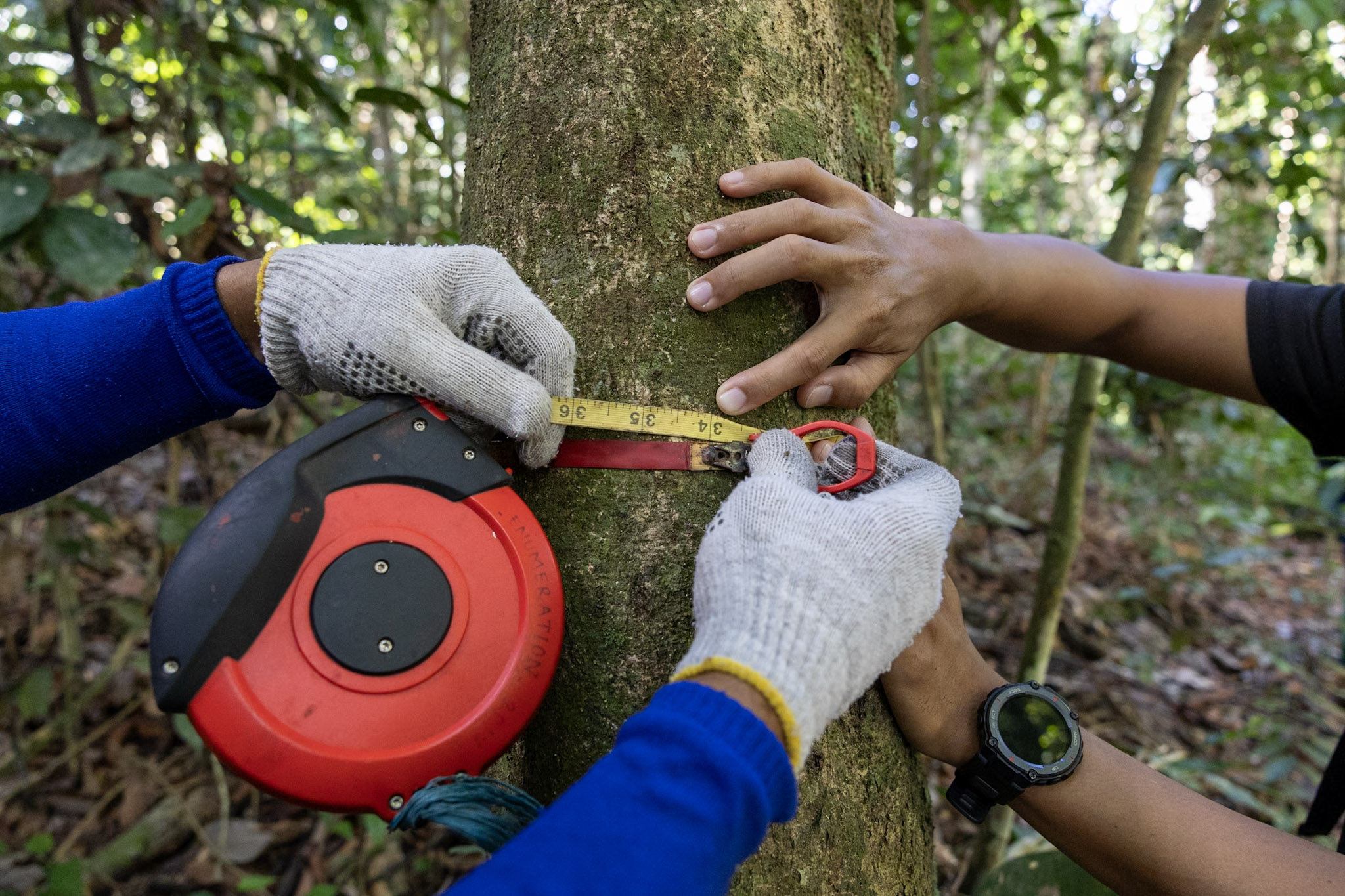 tree measuring