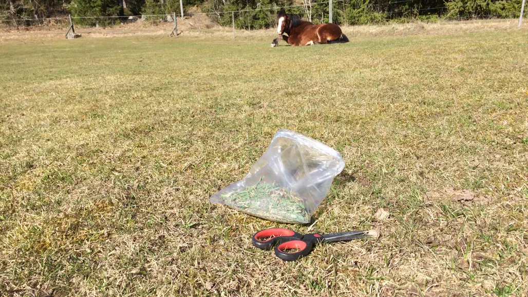 prov-av-bete-i-sverige