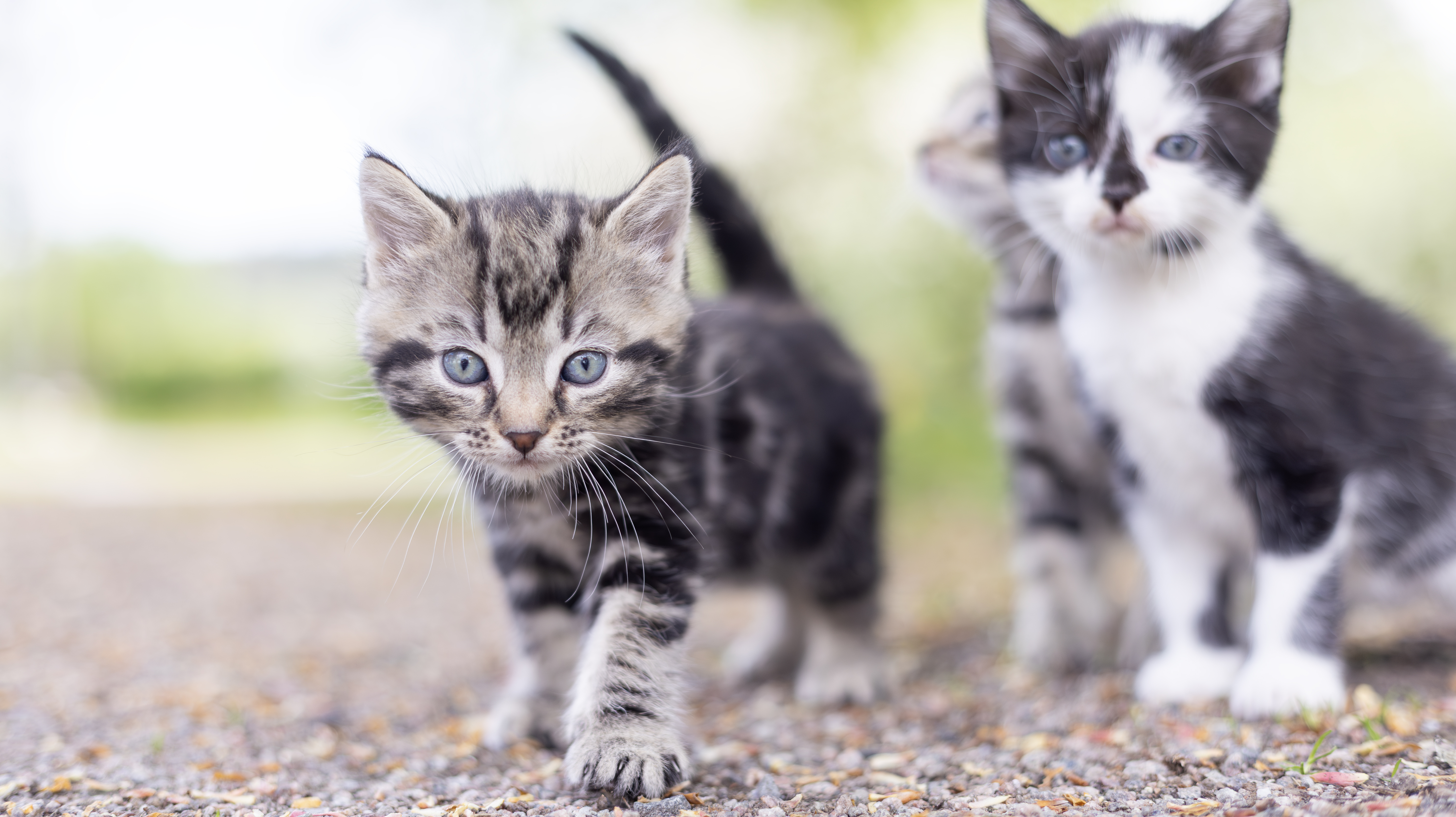 Photo of kittens outdoors on gravel and grass during the summer.