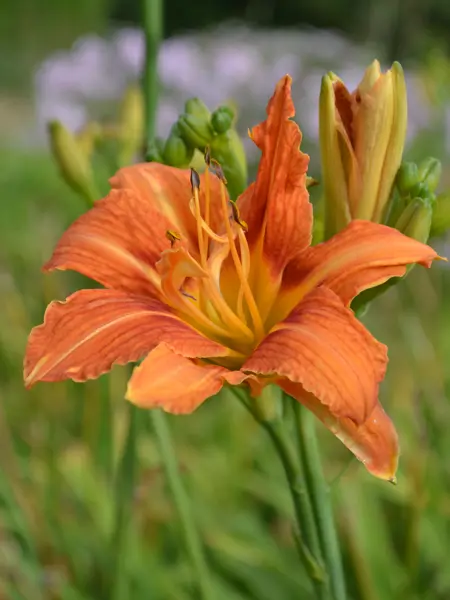 Foto av Grönt kulturarv®s brunröda daglilja 'Frösvidal'. Fotot visar en stor orange blomma med röd rand och gul mitt med långa ståndare och pistiller. Flera gröna tjocka knoppar syns intill, varav en är påväg att slå ut. bakgrunden är i oskärpa, men man anar fler blommor på långa stjälkar.