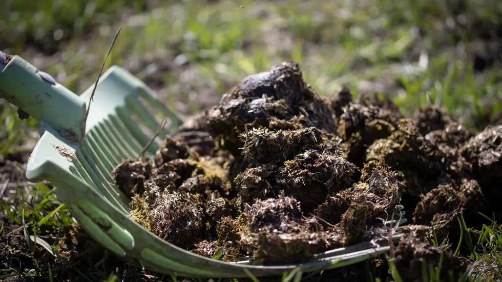 hästbajs-på-grep-utomhus